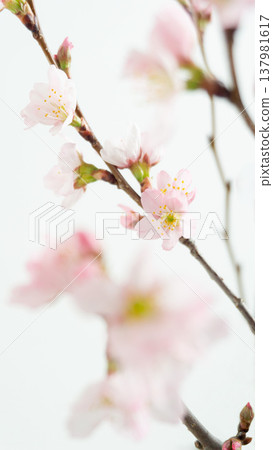 Stylish and cute cherry blossom background in a soft pink color. Stylish and cute cherry blossom background in a soft pink color. 137981617