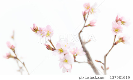 Cherry blossom background, white background Cherry blossom background, white background 137981619