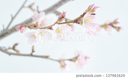 Cherry blossoms blooming on a spring branch - white background Cherry blossoms blooming on a spring branch - white background 137981620