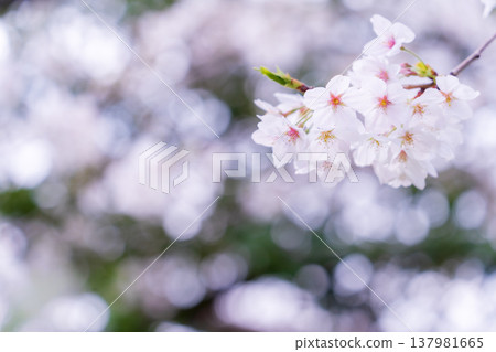Somei Yoshino cherry blossoms in full bloom - Spring 137981665
