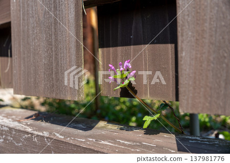Lamium amplexicaule growing from a crack in the wall Lamium amplexicaule growing from a crack in the wall 137981776