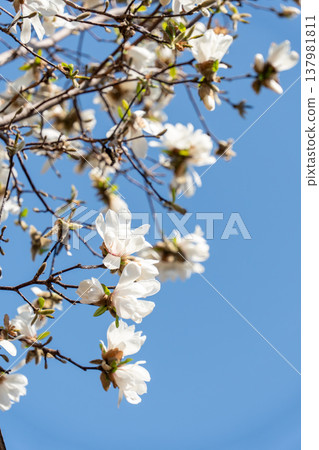 Magnolia flowers began to bloom Magnolia flowers began to bloom 137981811