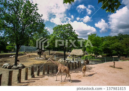 長頸鹿在動物園散步 長頸鹿在動物園散步 137981815