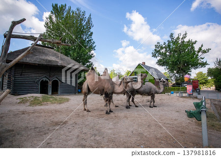 Camels kept in zoos 137981816