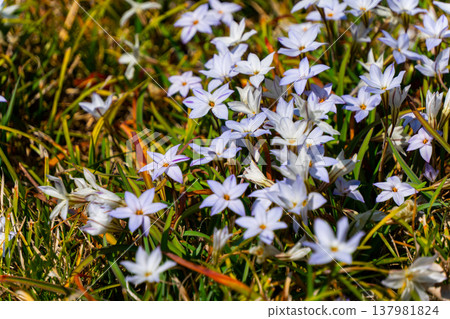 近距離欣賞單花伊菲翁（Ipheion uniflorum）的美麗花朵。 137981824