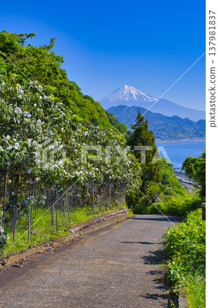 【靜岡縣】佐田峠眺望 137981837