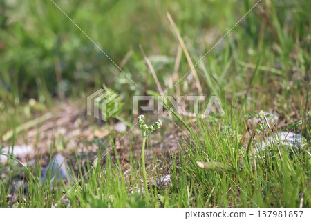 春天，蕨類植物（日本紫萁）的嫩芽萌發。 137981857