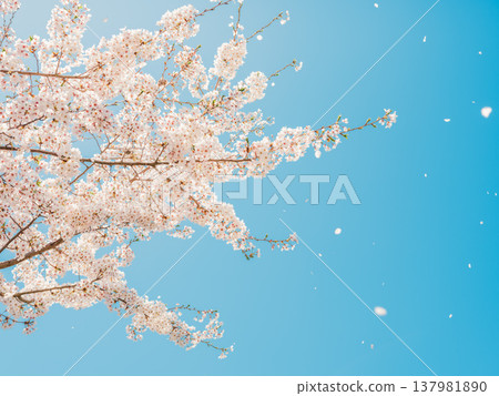 Cherry blossoms in full bloom against a blue sky, with petals fluttering in the wind. 137981890