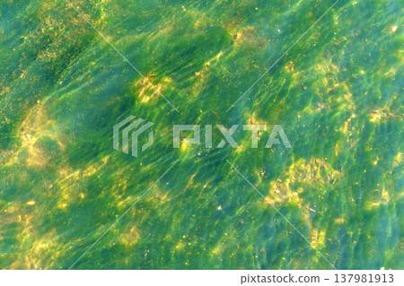 top down view of vibrant green algae under crystal clear ocean water with golden sun reflections. Abstract natural texture of an aquatic ecosystem and shimmering turquoise ripples in sunlight. top down view of vibrant green algae under crystal clear ocean water with golden sun reflections. Abstract natural texture of an aquatic ecosystem and shimmering turquoise ripples in sunlight. 137981913