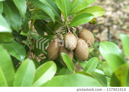 Cluster of fresh sapodilla fruits hanging on a tree branch with green leaves. Tropical Manilkara zapota fruit growing in a sunny garden, concept of healthy natural food and agriculture. 137981918