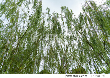 Low angle view looking up at the long, graceful branches of a weeping willow tree against a bright, overcast sky. Green foliage hangs down creating a natural pattern in a park or garden setting. 137981919