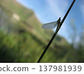 A mayfly subimago resting on a blade of grass. 137981939