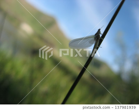 一隻蜉蝣亞成蟲停在草葉上。 一隻蜉蝣亞成蟲停在草葉上。 137981939