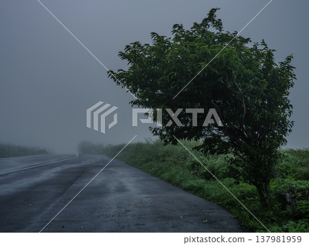 A fantastical landscape of trees standing by the misty roadside and the wet road stretching on and on. A fantastical landscape of trees standing by the misty roadside and the wet road stretching on and on. 137981959