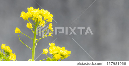 A nostalgic scene of yellow rapeseed flowers found in a narrow country alley. A nostalgic scene of yellow rapeseed flowers found in a narrow country alley. 137981966