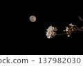 The image of cherry blossoms blooming in silence and the moon. 137982030
