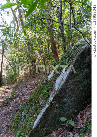 A natural landscape of ferns and moss growing on rocks. 137982042