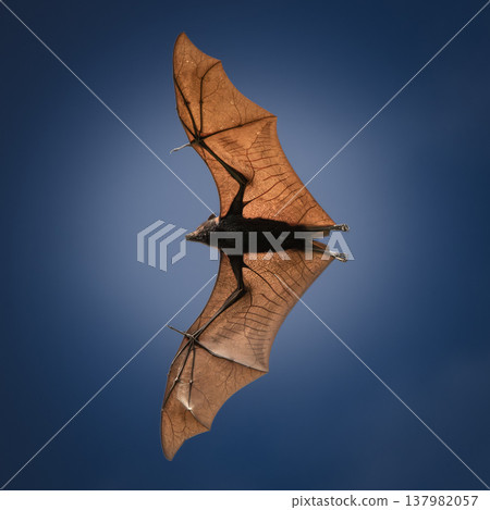 Black Flying-fox or Black Fruit Bat 137982057