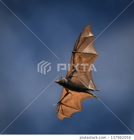 Black Flying-fox or Black Fruit Bat 137982058
