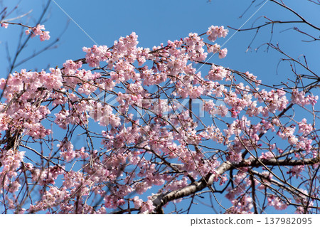 cherry blossom trees in bloom cherry blossom trees in bloom 137982095