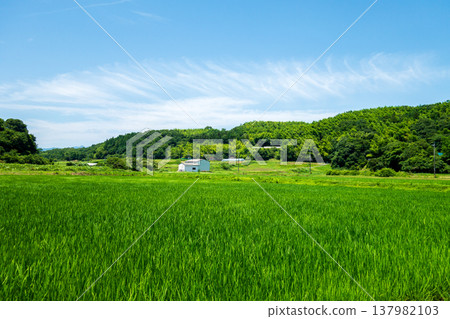 Summer rice fields (Yokkaichi City, Mie Prefecture) 137982103
