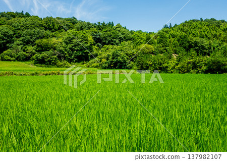 Summer rice fields (Yokkaichi City, Mie Prefecture) 137982107