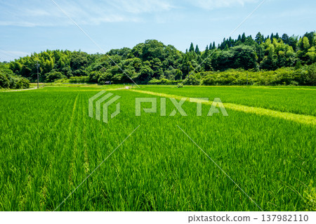 夏季稻田（三重縣四日市市） 137982110