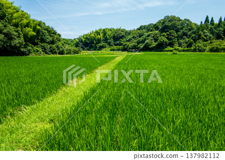 夏季稻田（三重縣四日市市） 137982112