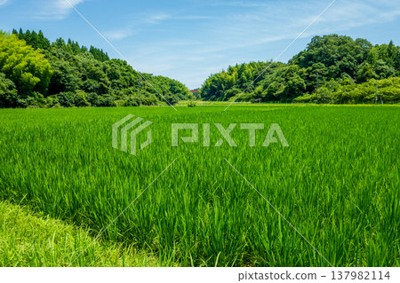 Summer rice fields (Yokkaichi City, Mie Prefecture) Summer rice fields (Yokkaichi City, Mie Prefecture) 137982114