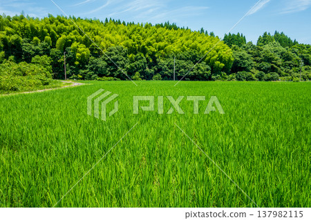 Summer rice fields (Yokkaichi City, Mie Prefecture) 137982115