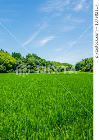 Summer rice fields (Yokkaichi City, Mie Prefecture) 137982117