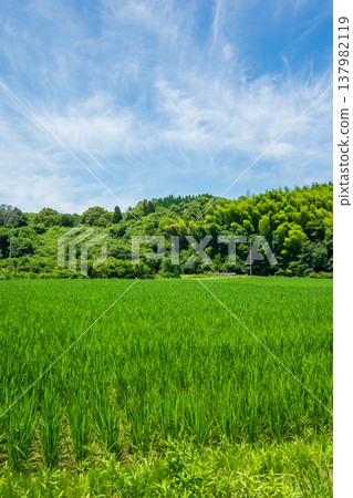 夏季稻田（三重縣四日市市） 137982119