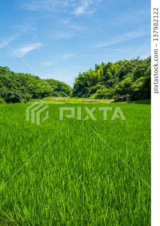 夏季稻田(三重縣四日市市) 夏季稻田(三重縣四日市市) 137982122