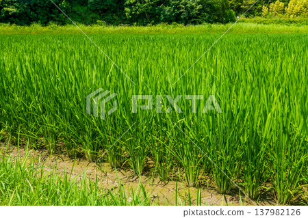 夏季稻田（三重縣四日市市） 137982126