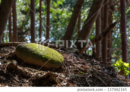 A beautiful scene of sunlight shining on moss-covered, round stones. 137982165