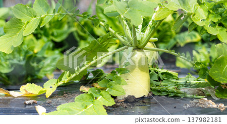 一張在鄉村小田地裡用覆蓋法種植蘿蔔的圖片。 137982181