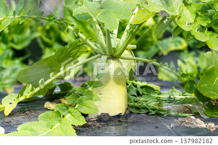 一張在鄉村小田地裡用覆蓋法種植蘿蔔的圖片。 一張在鄉村小田地裡用覆蓋法種植蘿蔔的圖片。 137982182