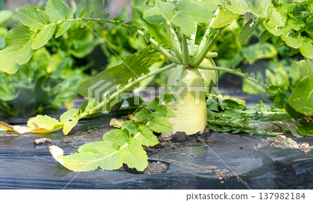 一張在鄉村小田地裡用覆蓋法種植蘿蔔的圖片。 一張在鄉村小田地裡用覆蓋法種植蘿蔔的圖片。 137982184