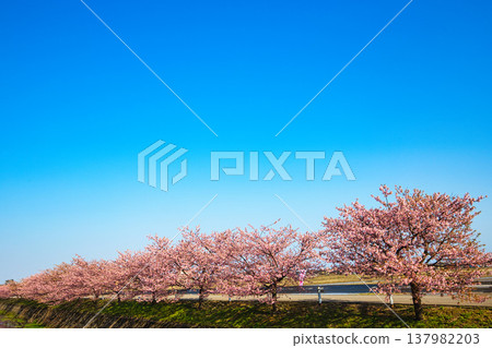 The Kawazu cherry blossoms at Choya are in full bloom. The Kawazu cherry blossoms at Choya are in full bloom. 137982203