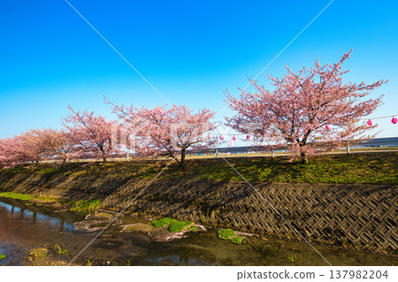 The Kawazu cherry blossoms at Choya are in full bloom. The Kawazu cherry blossoms at Choya are in full bloom. 137982204