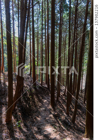 山間森林景色優美，經過疏伐維護，整齊美觀。 137982216