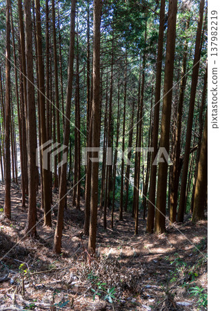 Beautiful forest scenery in the mountains, neatly maintained through thinning. 137982219
