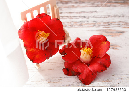 Two fallen camellia blossoms; a scene that evokes the light and breeze by the window. 137982230