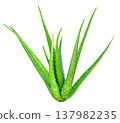 Green aloe vera plant with thick spotted leaves isolated. Medicinal succulent plant commonly used for skincare, cosmetics, and health treatments. High quality botanical picture. 137982235
