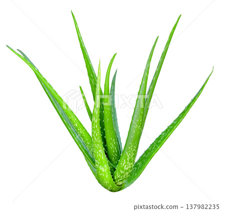 Green aloe vera plant with thick spotted leaves isolated. Medicinal succulent plant commonly used for skincare, cosmetics, and health treatments. High quality botanical picture. 137982235