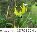 Yellow dogtooth violet in Idaho 137982241