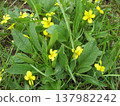 Yellow violet in Idaho 137982242