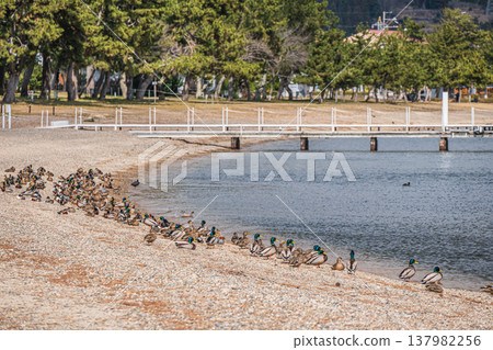 Lake Biwa shoreline scenery: A flock of ducks resting by the water's edge, Makino-cho, Nagahama City, Shiga Prefecture. Lake Biwa shoreline scenery: A flock of ducks resting by the water's edge, Makino-cho, Nagahama City, Shiga Prefecture. 137982256
