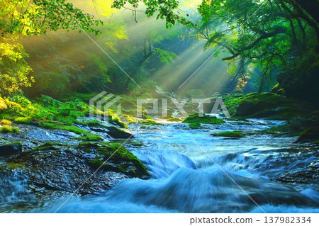 Kikuchi Valley with beautiful rays of light (Kikuchi City) Kikuchi Valley with beautiful rays of light (Kikuchi City) 137982334