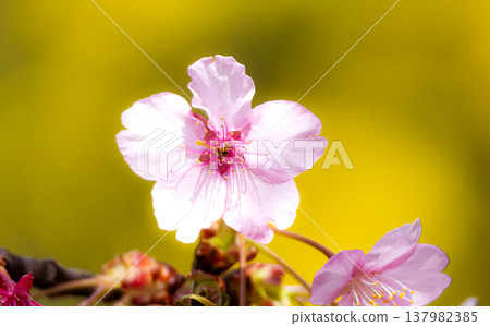 The Kawazu cherry blossoms, with their dignified presence, bloom proudly in the soft spring light. The Kawazu cherry blossoms, with their dignified presence, bloom proudly in the soft spring light. 137982385